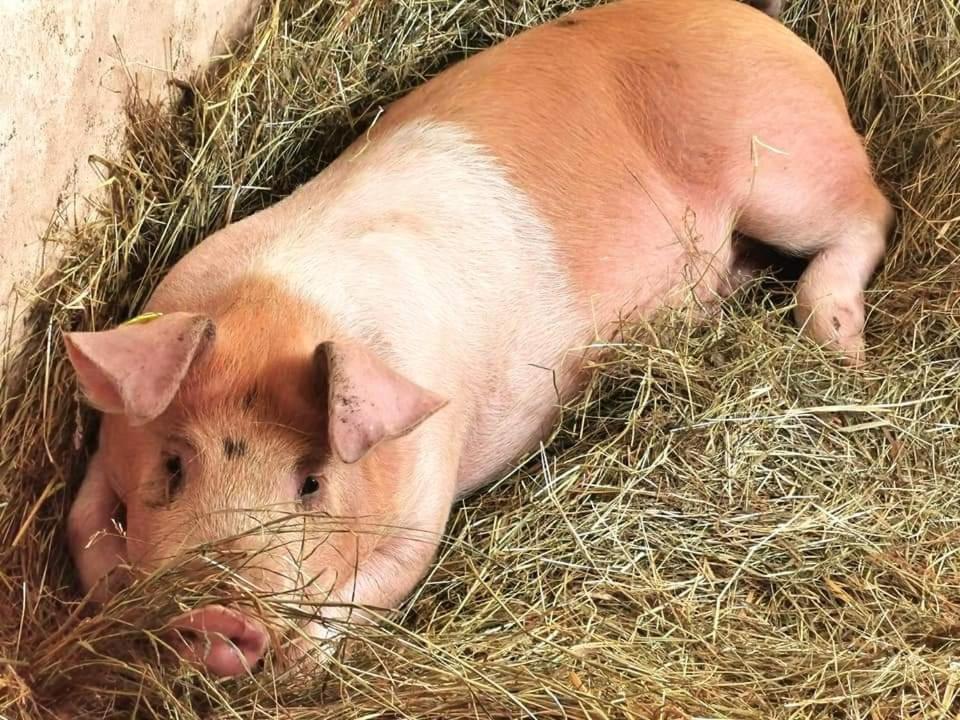 Schusterbauer Villa Koppl Eksteriør bilde